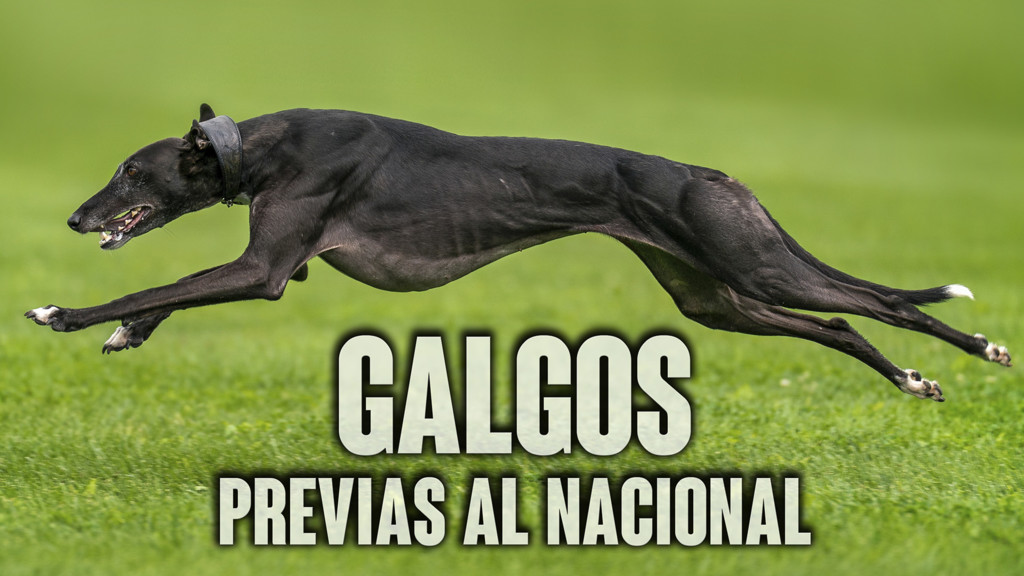 Galgos Previas Al Nacional