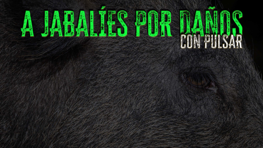 A jabalíes por daños con Pulsar