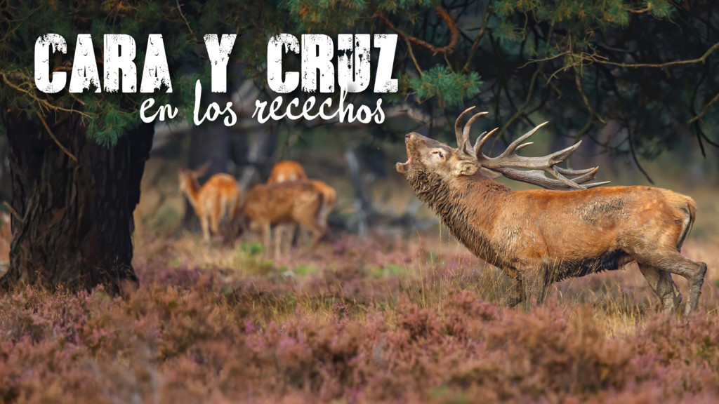Cara y cruz en rececho de venado en berrea
