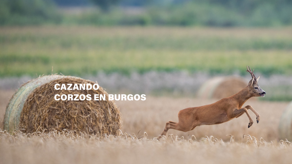 Cazando corzos en Burgos