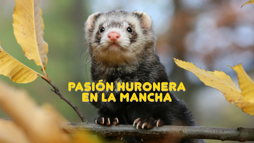Pasión huronera en La Mancha