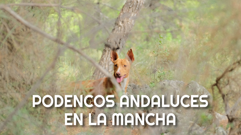 Podencos andaluces en la Mancha