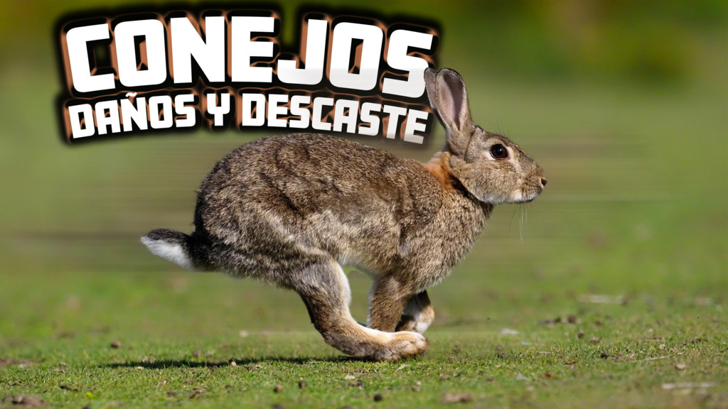 Conejos, daños y descaste