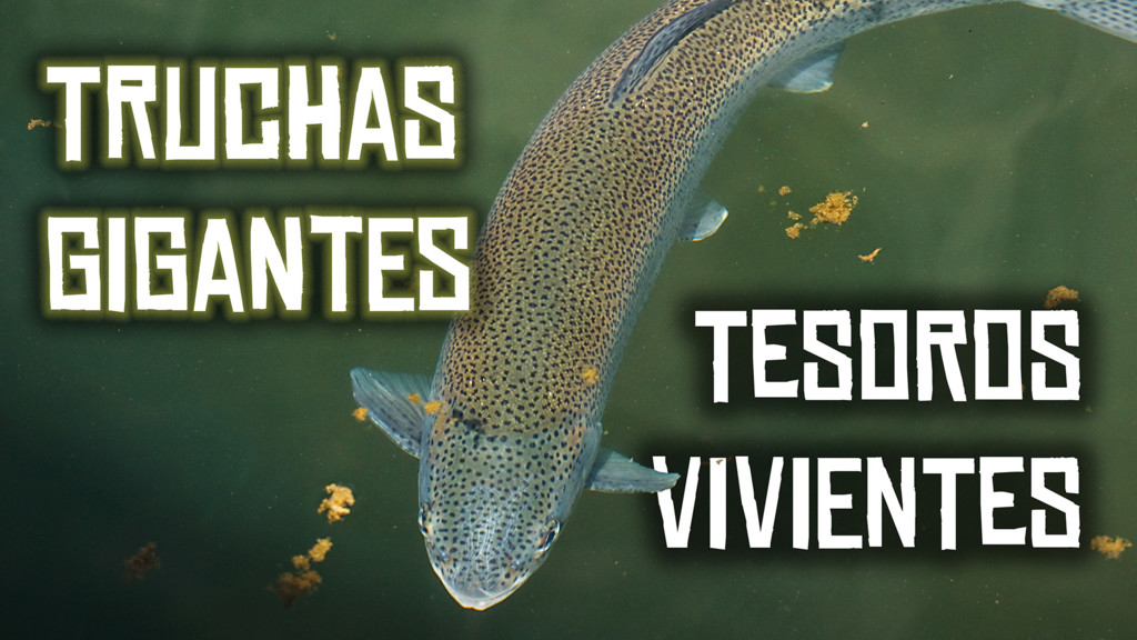 Truchas Gigantes Tesoros Vivientes