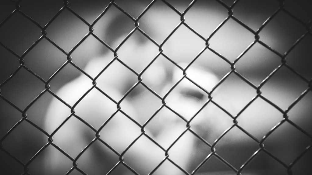 UFC Freedom 250