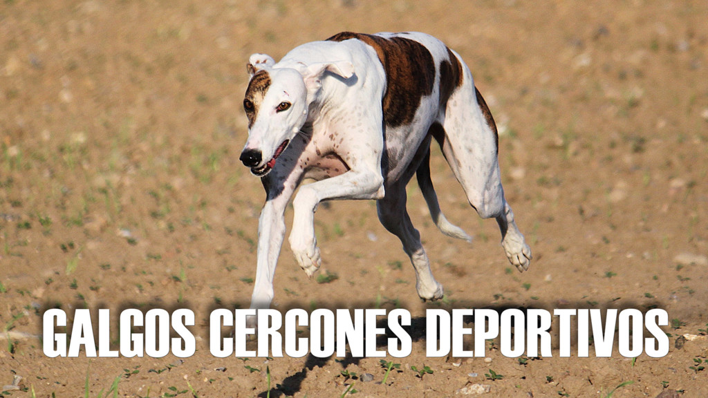 Galgos Cercones Deportivos