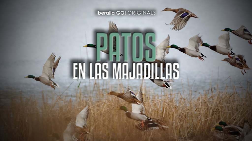 Patos en las majadillas