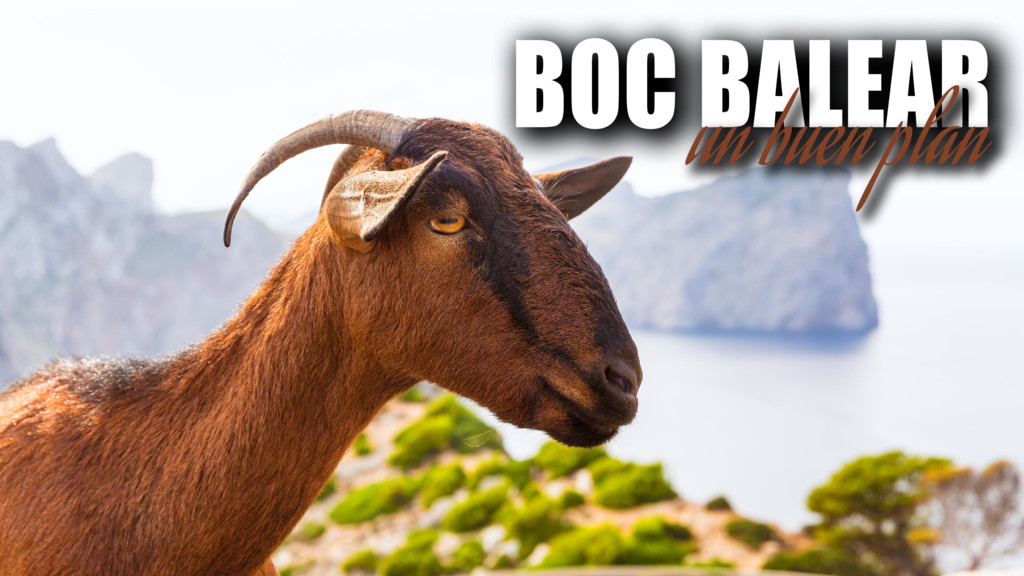Boc balear, un buen plan