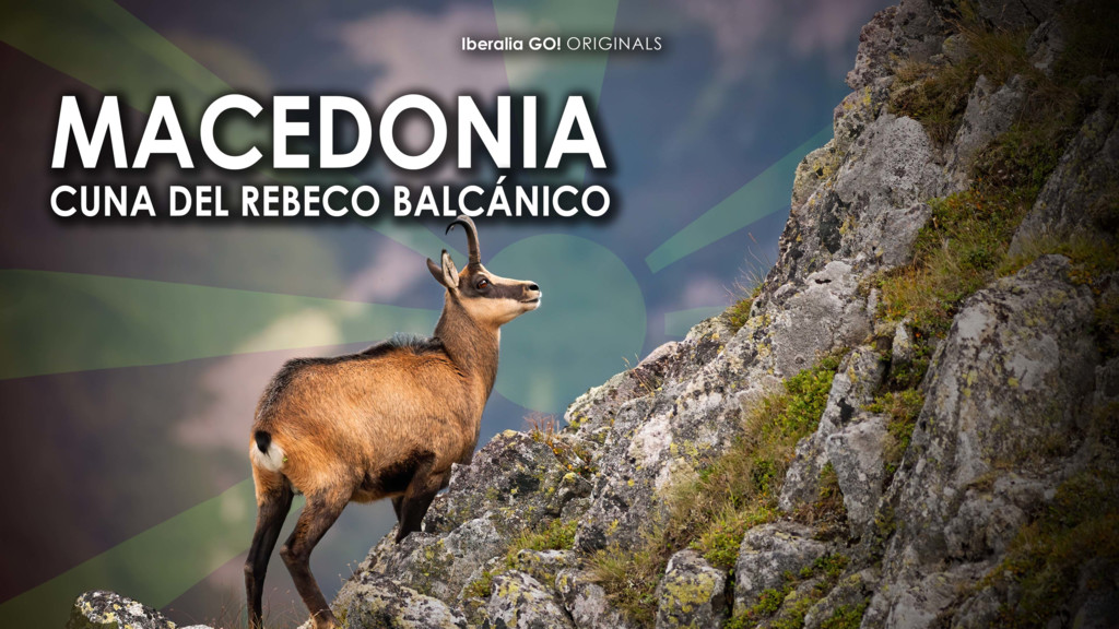 Macedonia, cuna del rebeco balcánico