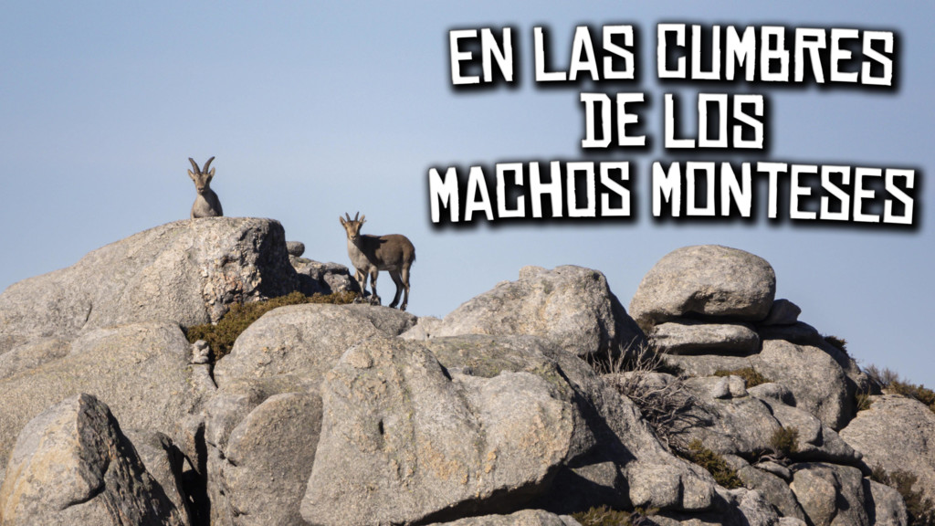 En las cumbres de los grandes Machos Monteses