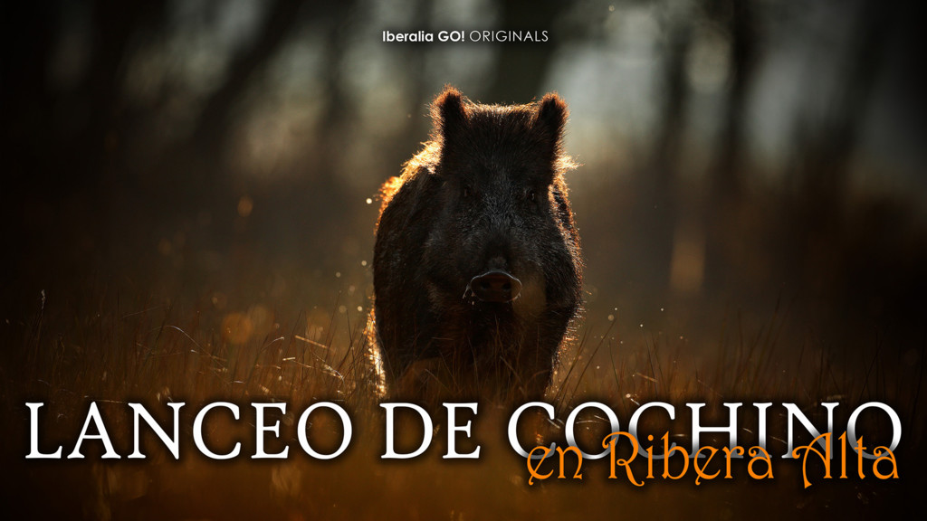 Lanceo De Cochino En Ribera Alta