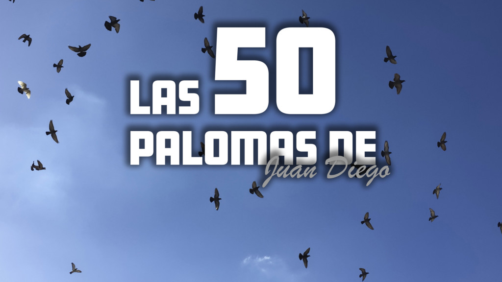 Las 50 palomas de Juan Diego