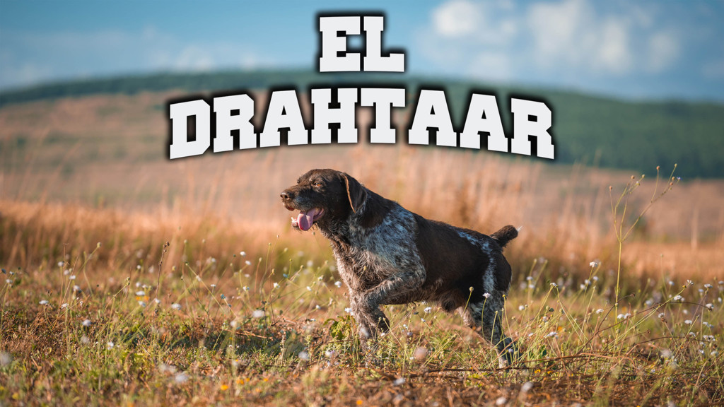 El drahtaar