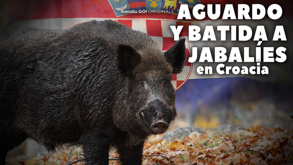 Aguardo y batida a jabalíes en Croacia