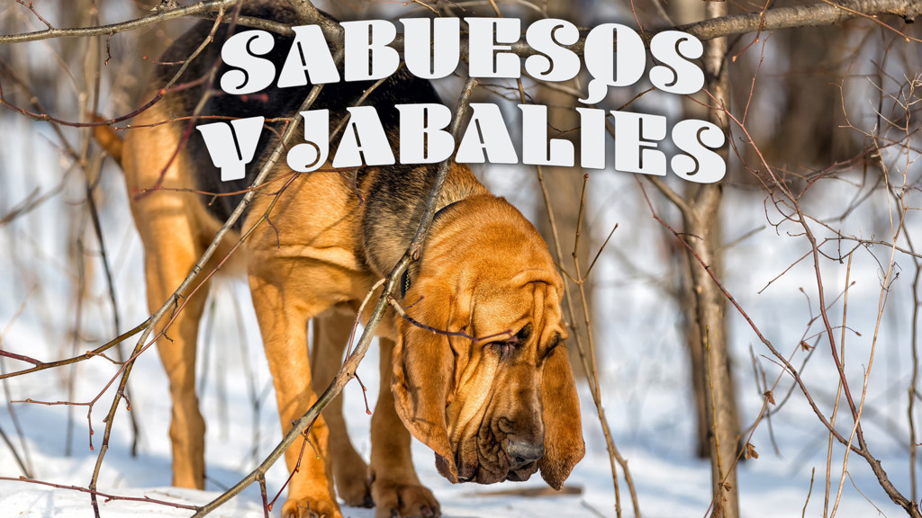 Sabuesos y jabalíes