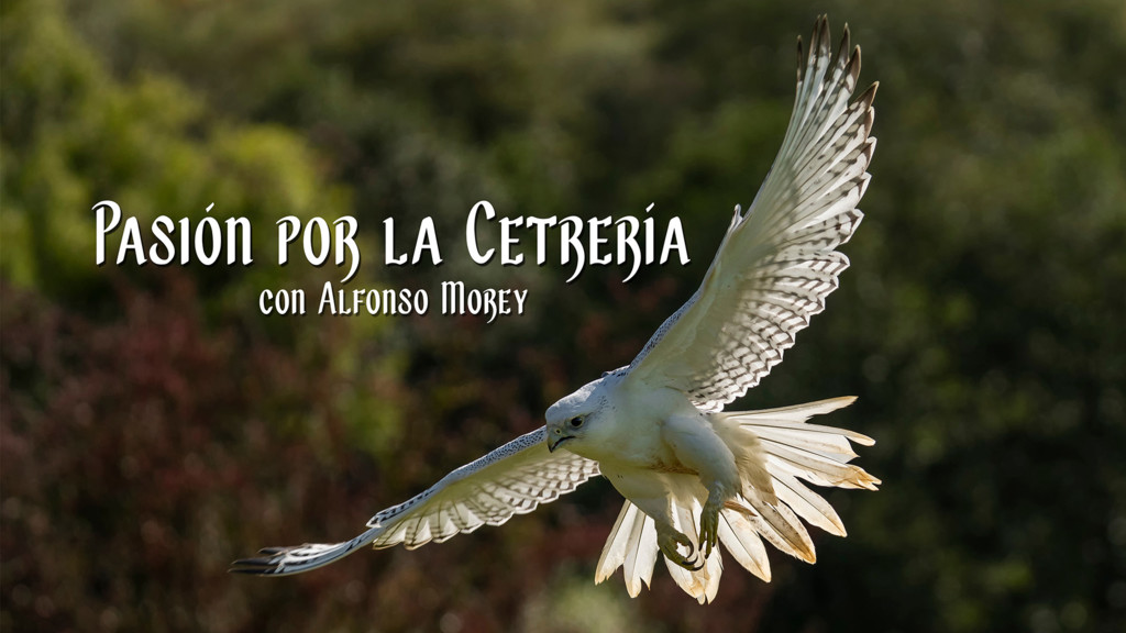 Pasión por la cetrería con Alfonso Morey
