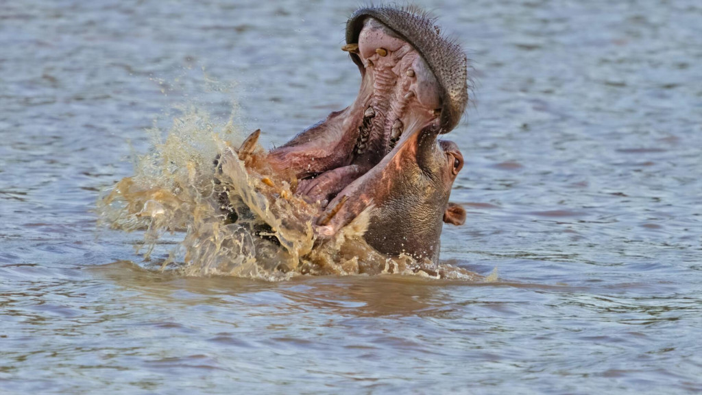 Hipopótamos y cocodrilos con Steve Backshall
