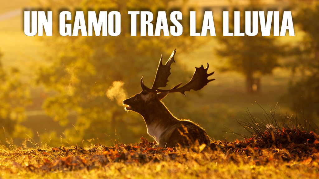 Un gamo tras la lluvia