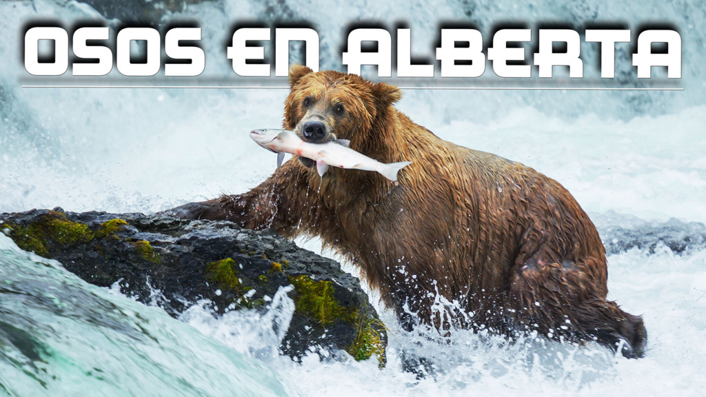 Osos en alberta