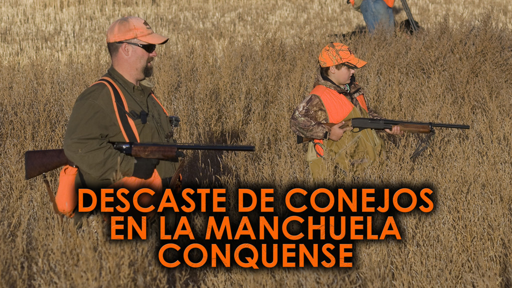 Descaste de conejos en la Manchuela Conquense