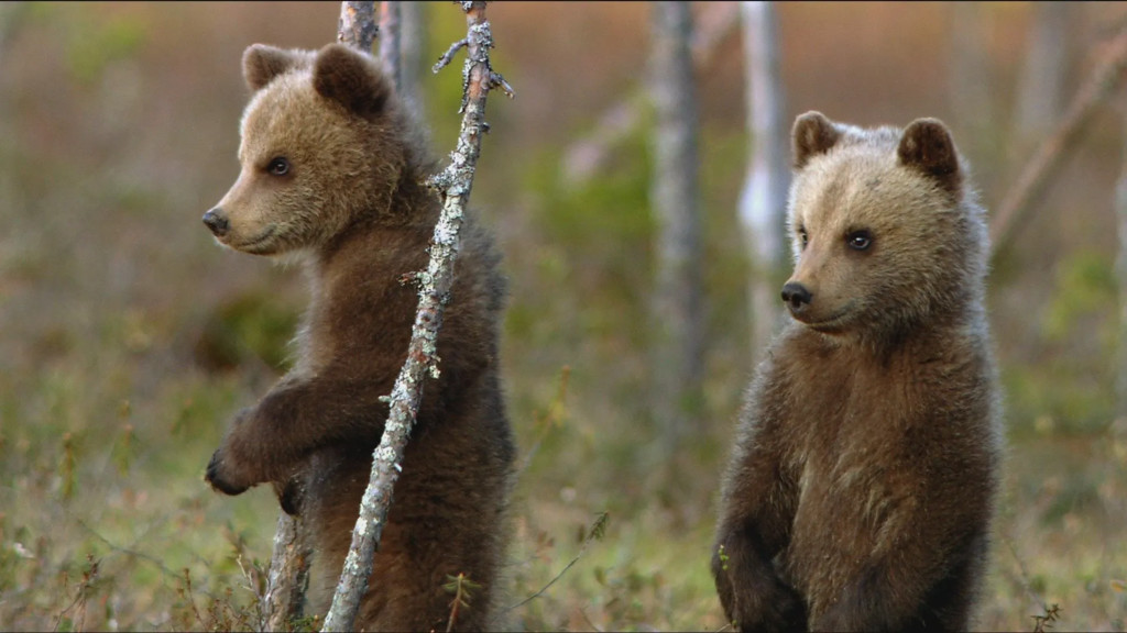 Una Hermandad de Osos: En los Bosques de Scandinavia