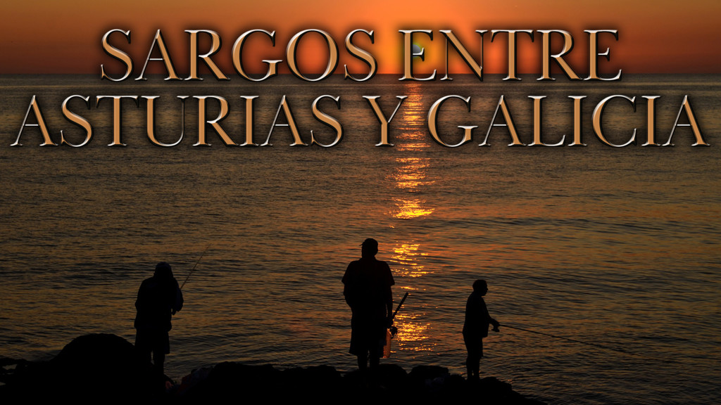 Sargos Entre Asturias Y Galicia