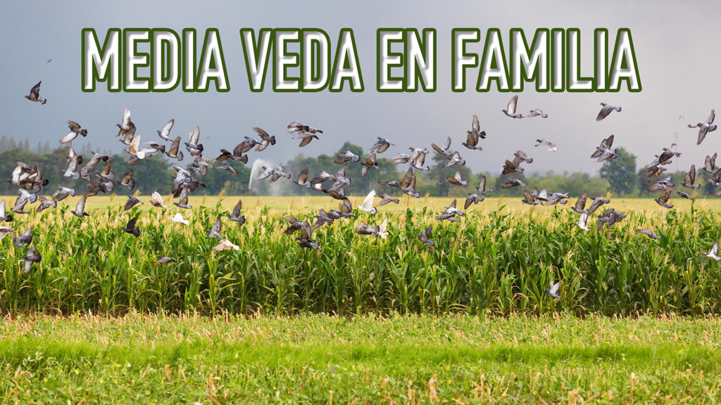 Media veda en familia