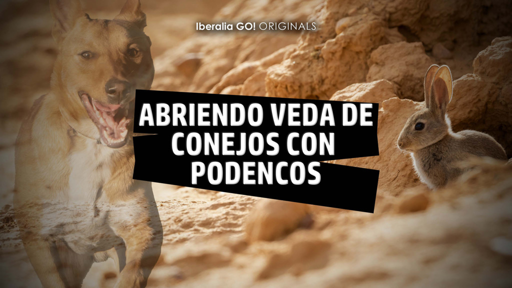 Abriendo veda de conejos con podencos