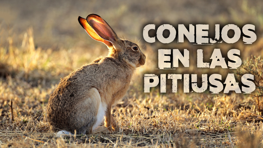 Conejos En Las Pitiusas