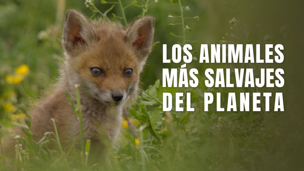 Los animales más salvajes del planeta