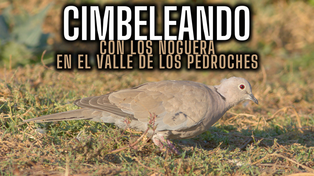 Cimbeleando con los Noguera en el Valle de Los Pedroches