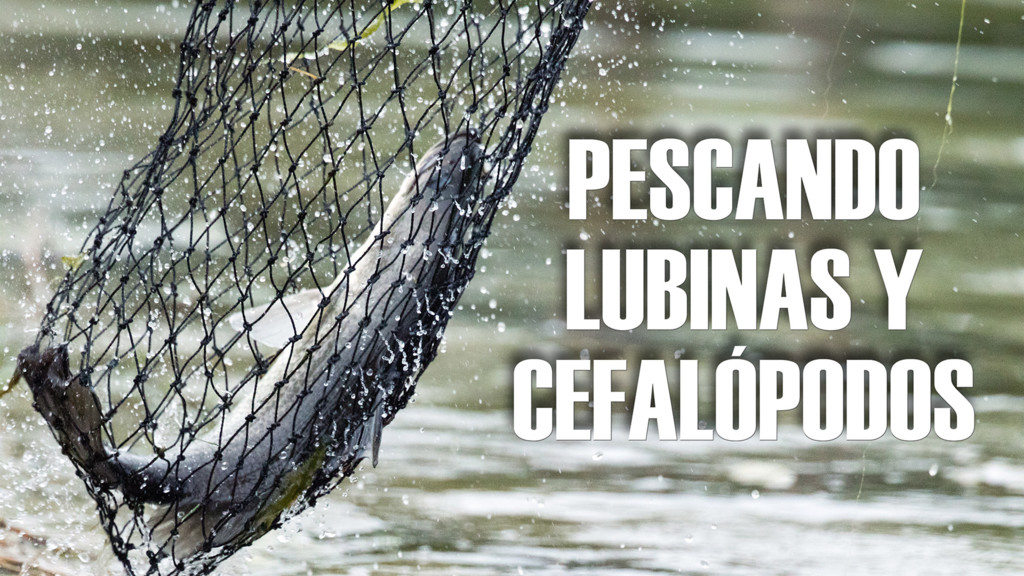 Pescando Lubinas Y Cefalópodos