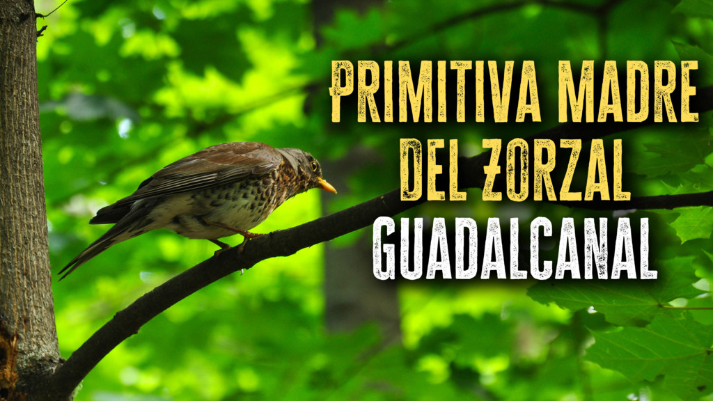 Primitiva Madre Del Zorzal. Guadalcanal