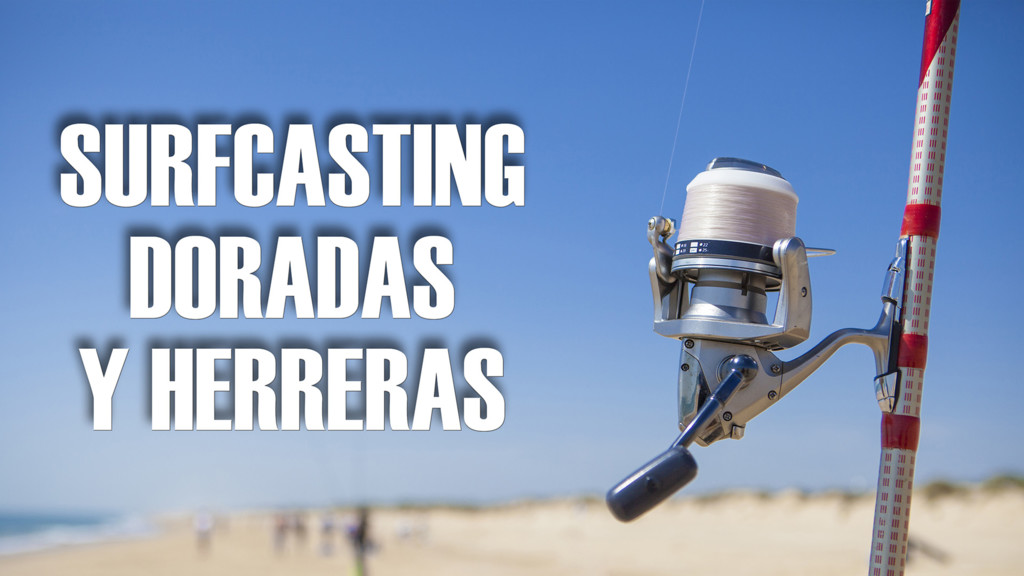 Surfcasting doradas y herreras