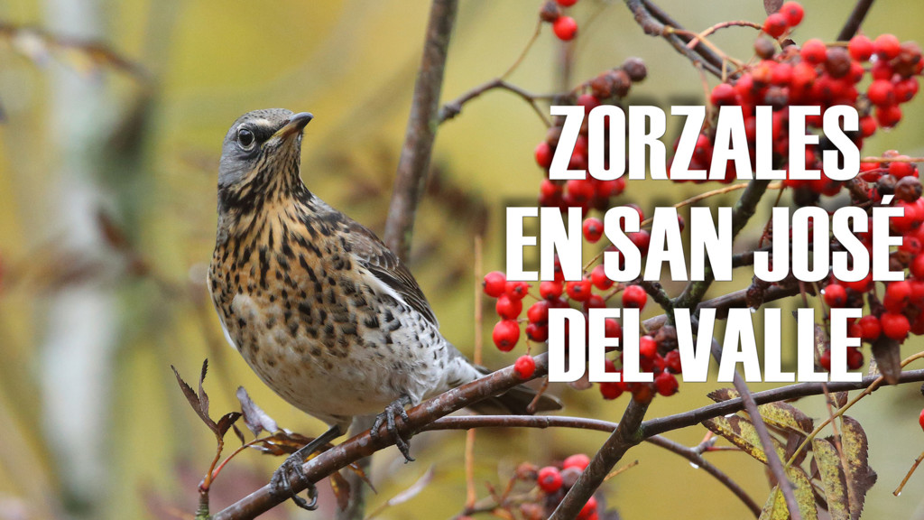 Zorzales En San Jose Del Valle