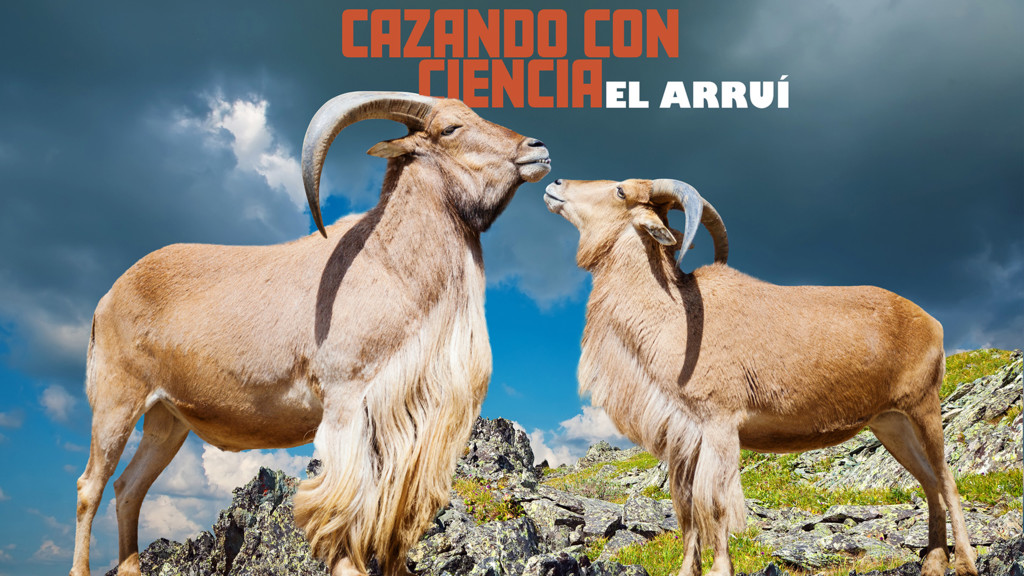Cazando con ciencia. El arruí