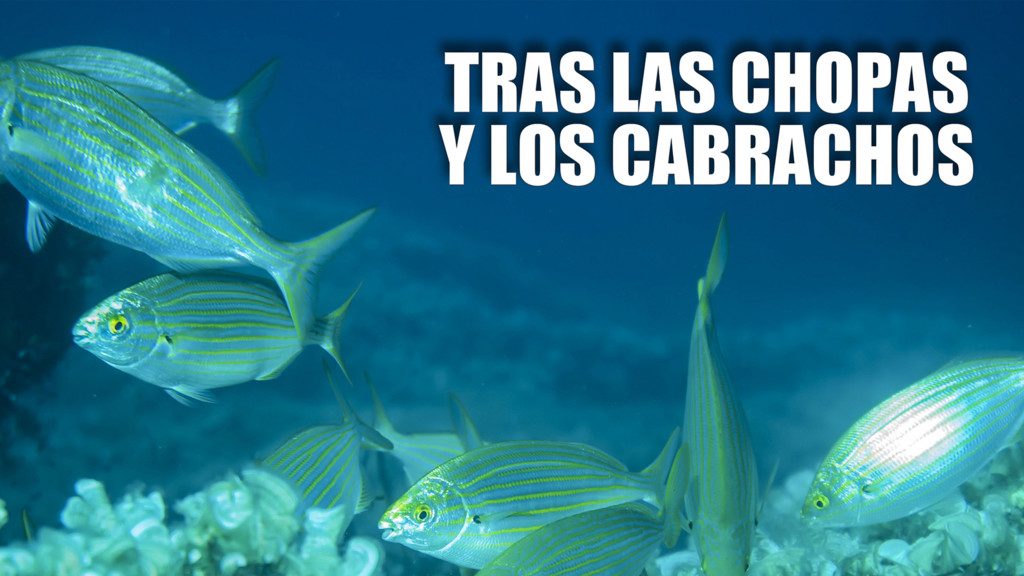 Tras Las Chopas Y Los Cabrachos