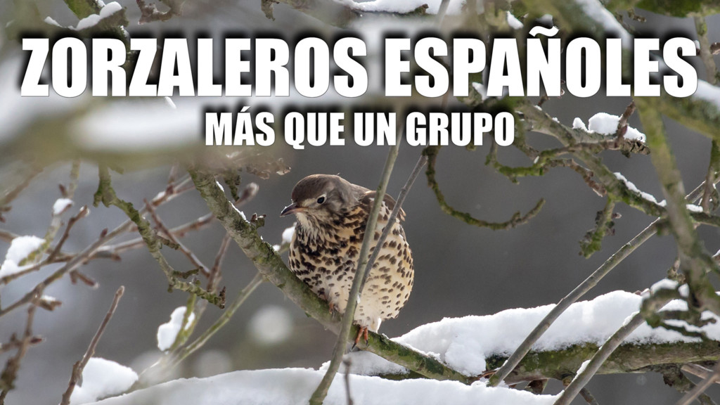 Zorzaleros Españoles Mas Que Un Grupo