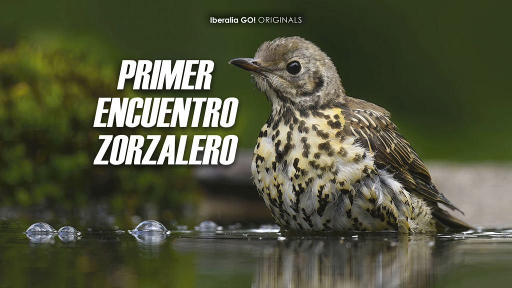 Primer Encuentro Zorzalero Iberalia Go!