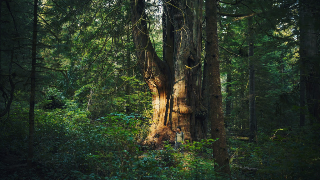 L'arbre qui cache la forêt
