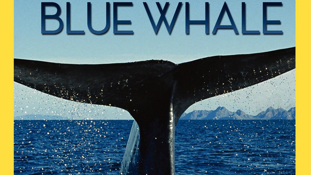 En busca de la ballena azul