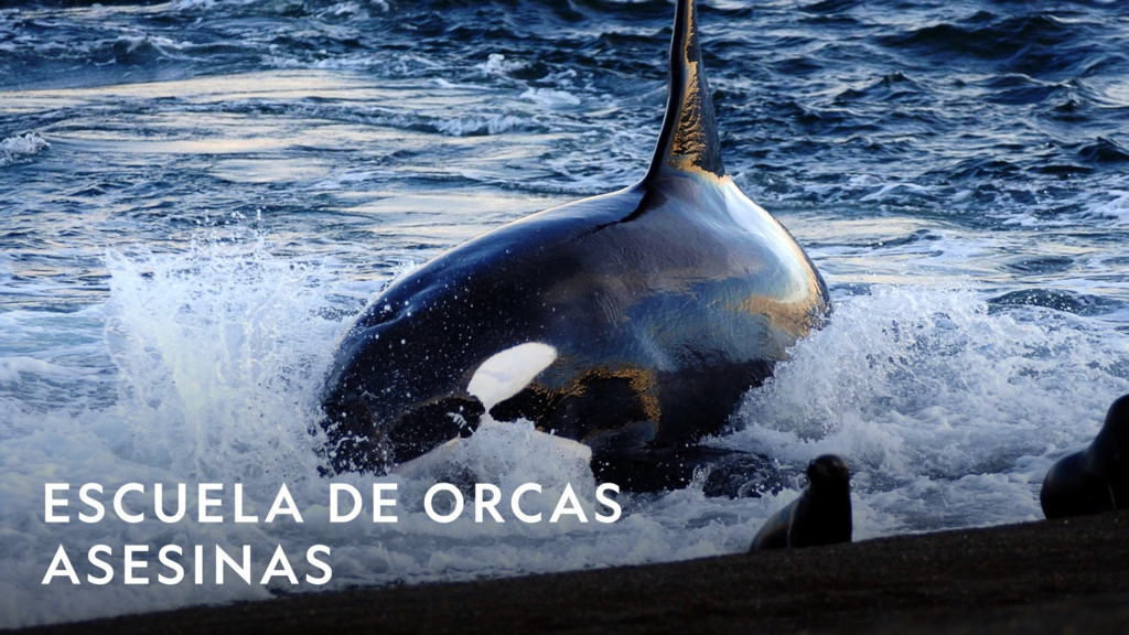 Escuela de orcas asesinas