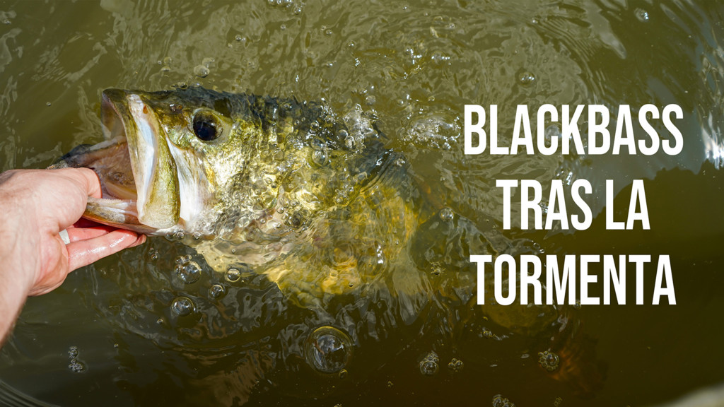 Blackbass tras la tormenta