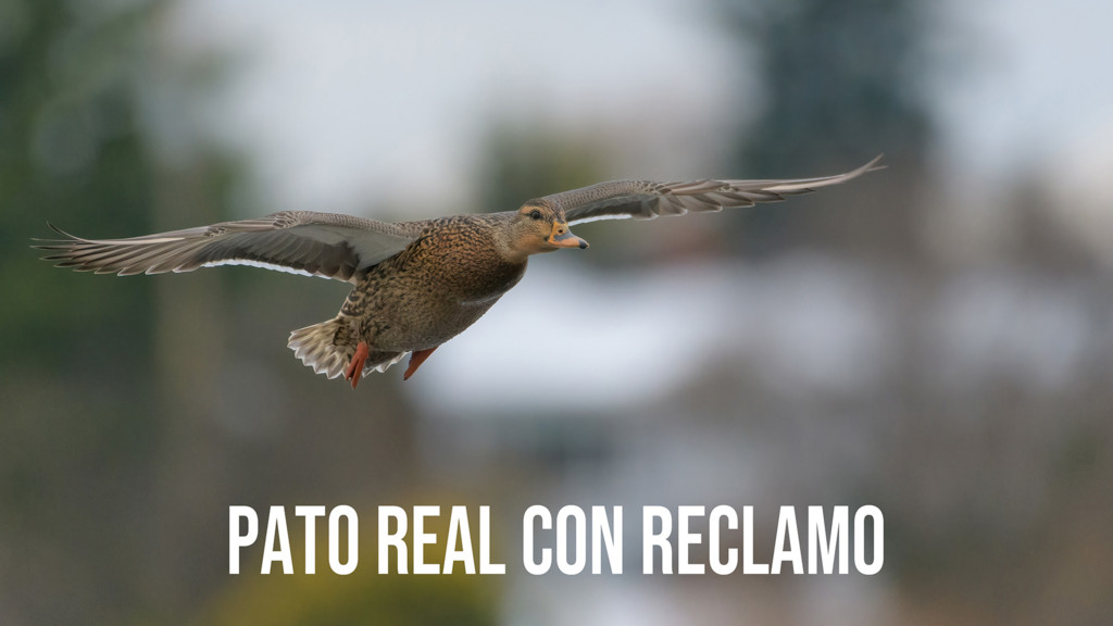 Pato real con reclamo