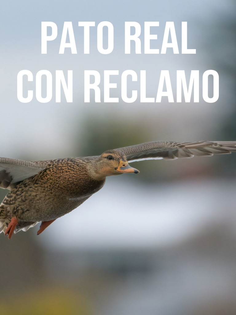 Pato real con reclamo | SincroGuia TV