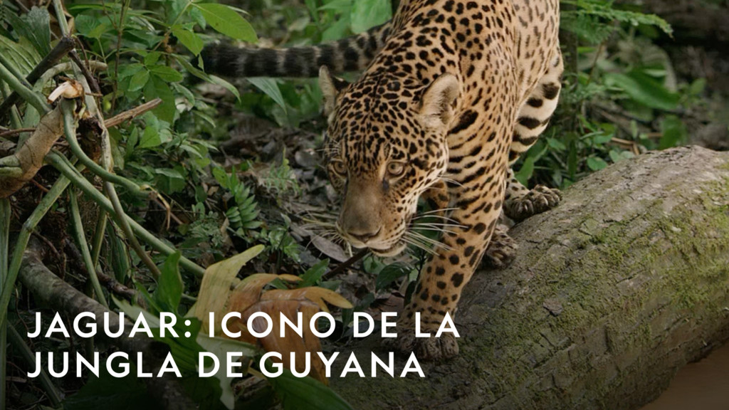 Jaguar: icono de la jungla de Guyana