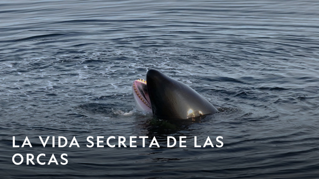 La vida secreta de las orcas