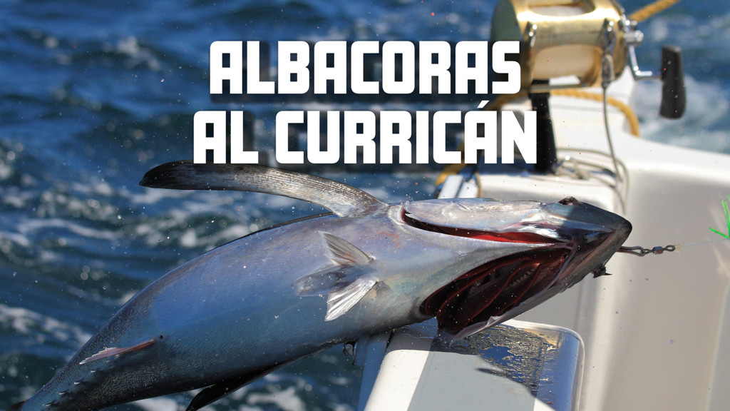 Albacoras al curricam
