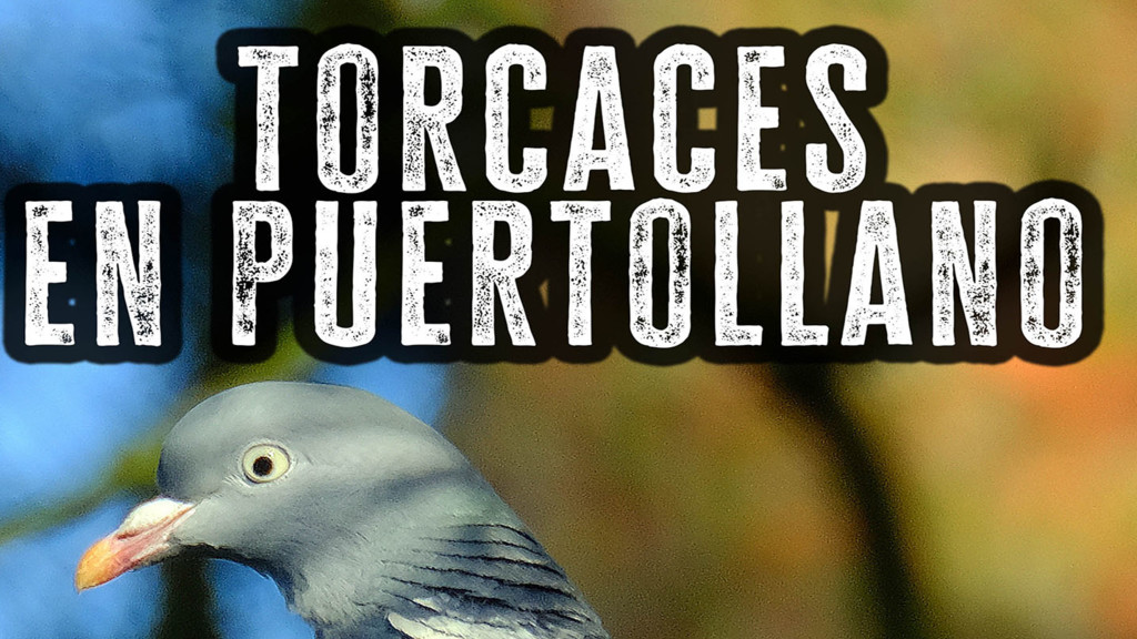 Torcaces en Puertollano