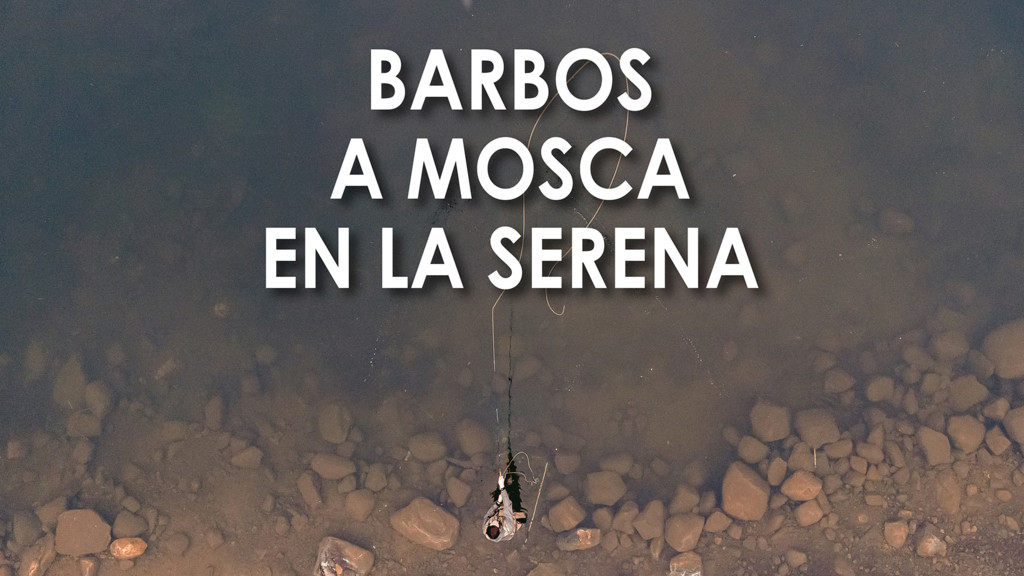 Barbos a mosca en la Serena
